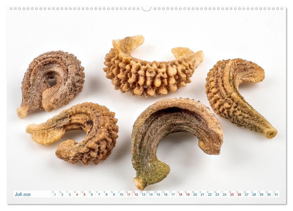 Wunderschöne Kleinigkeiten (CALVENDO Premium Wandkalender 2026)