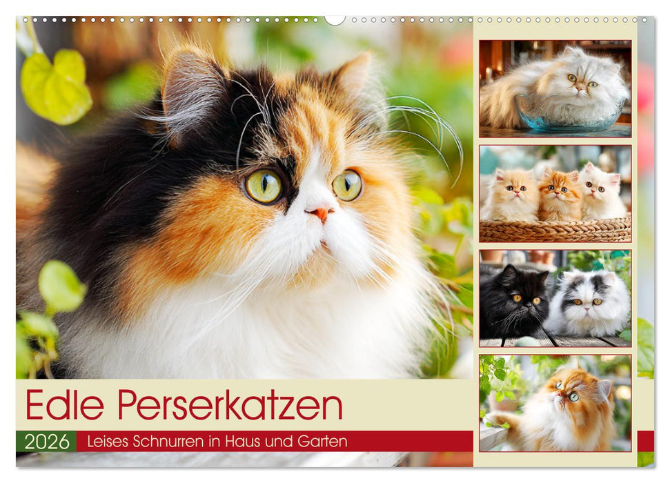 Edle Perserkatzen. Leises Schnurren in Haus und Garten (CALVENDO Wandkalender 2026)