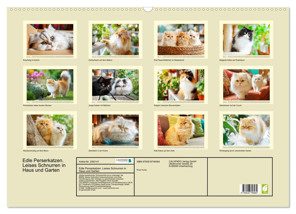 Edle Perserkatzen. Leises Schnurren in Haus und Garten (CALVENDO Wandkalender 2026)