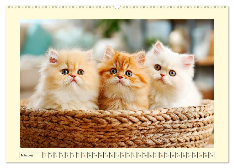 Edle Perserkatzen. Leises Schnurren in Haus und Garten (CALVENDO Wandkalender 2026)