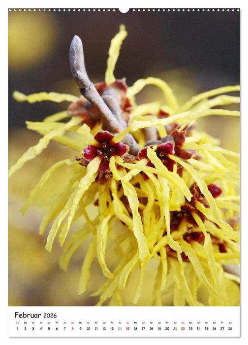 Blütenpracht im Frühling und Sommer (CALVENDO Wandkalender 2026)