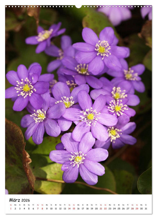 Blütenpracht im Frühling und Sommer (CALVENDO Wandkalender 2026)