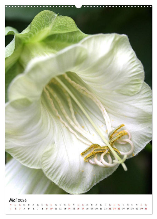 Blütenpracht im Frühling und Sommer (CALVENDO Wandkalender 2026)