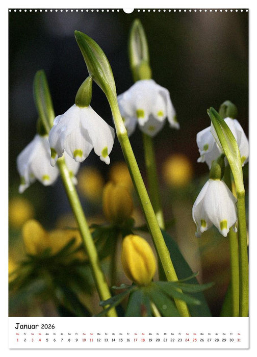 Blütenpracht im Frühling und Sommer (CALVENDO Premium Wandkalender 2026)
