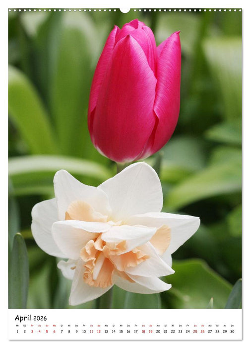 Blütenpracht im Frühling und Sommer (CALVENDO Premium Wandkalender 2026)