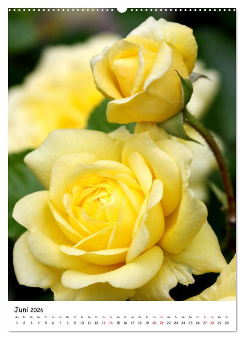 Blütenpracht im Frühling und Sommer (CALVENDO Premium Wandkalender 2026)