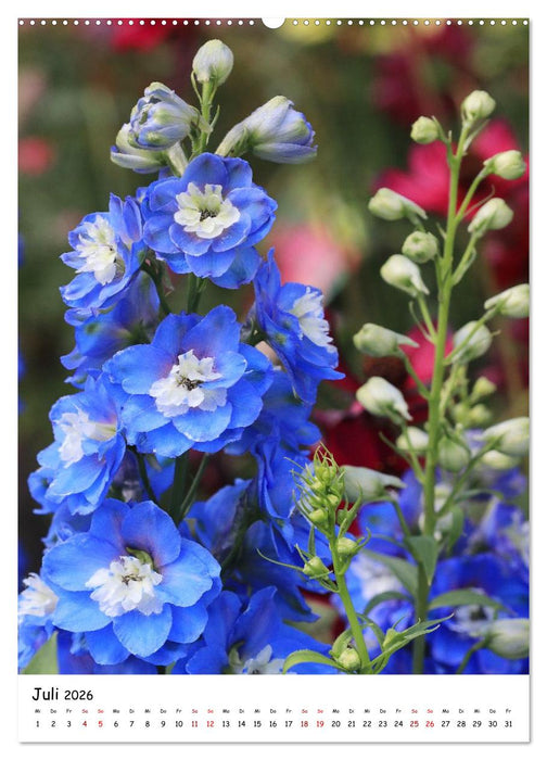 Blütenpracht im Frühling und Sommer (CALVENDO Premium Wandkalender 2026)