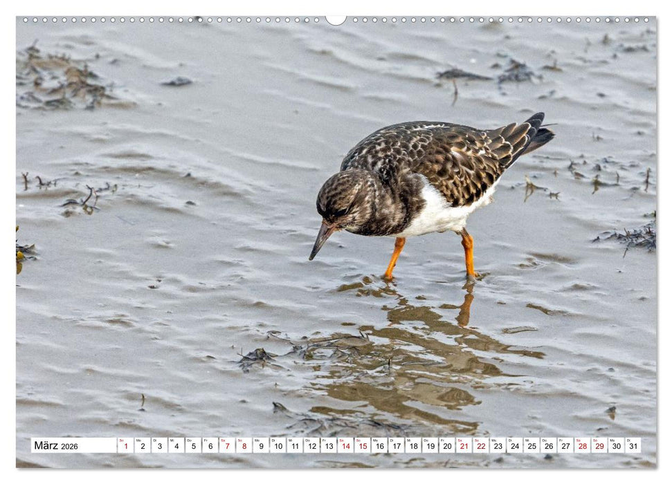 Wintertage auf Norderney (CALVENDO Premium Wandkalender 2026)