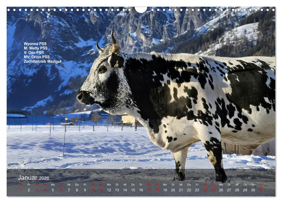 Pustertaler Sprinzen und Schecken 2026 (CALVENDO Wandkalender 2026)