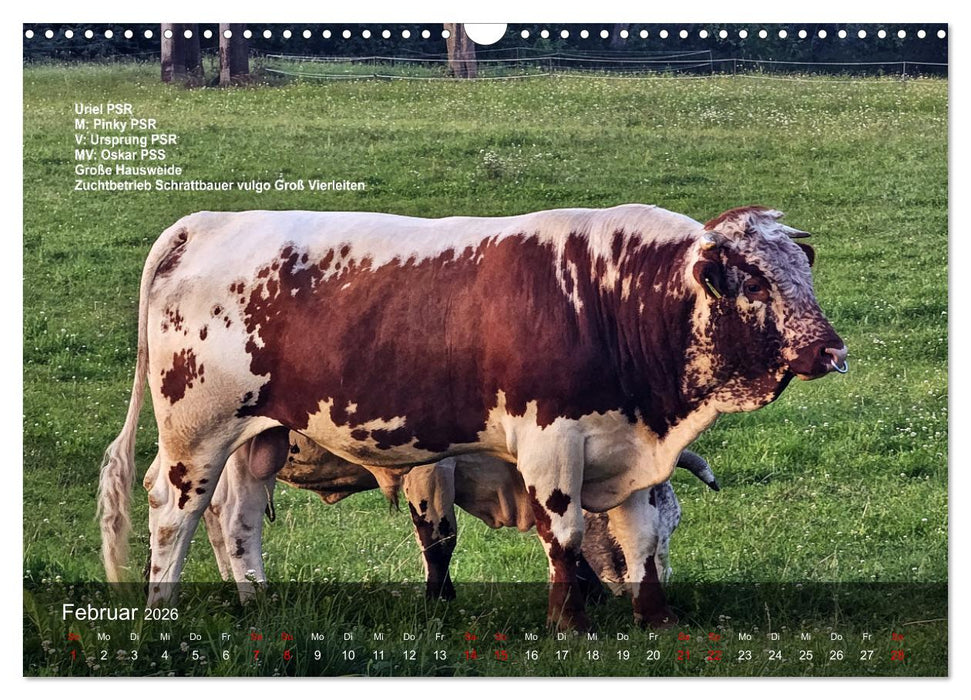 Pustertaler Sprinzen und Schecken 2026 (CALVENDO Wandkalender 2026)