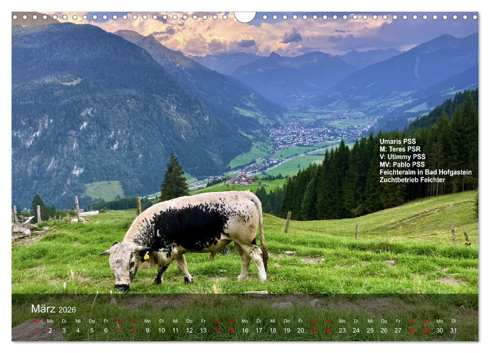 Pustertaler Sprinzen und Schecken 2026 (CALVENDO Wandkalender 2026)