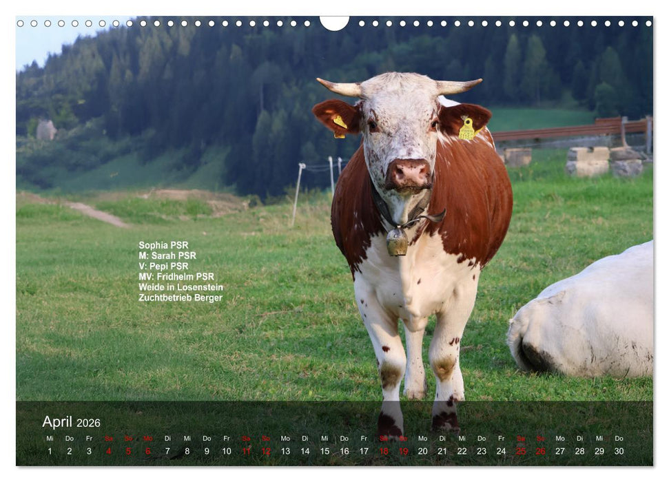 Pustertaler Sprinzen und Schecken 2026 (CALVENDO Wandkalender 2026)