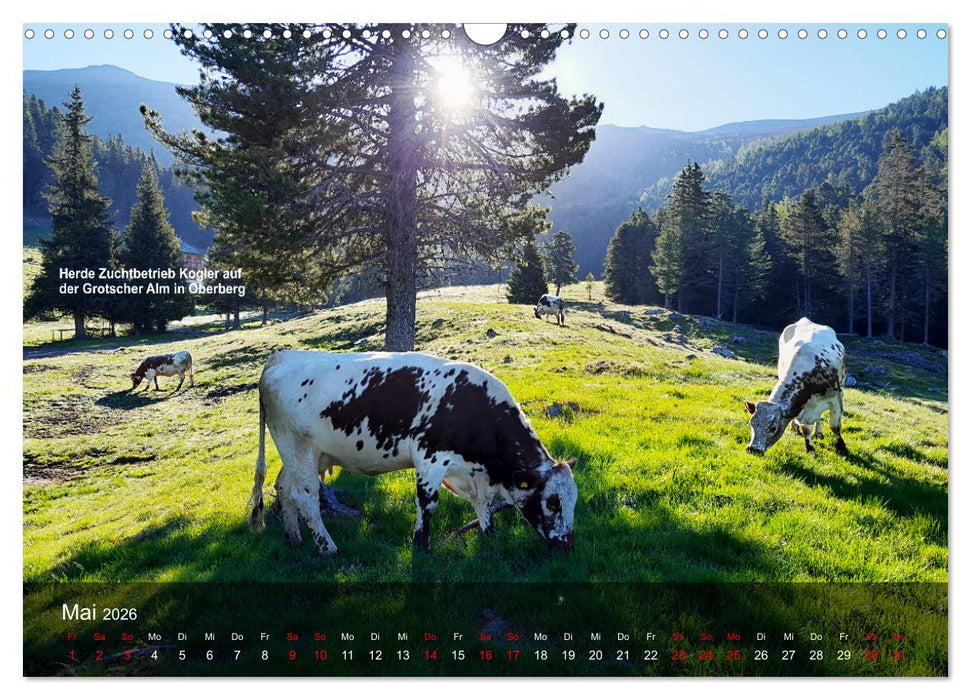 Pustertaler Sprinzen und Schecken 2026 (CALVENDO Wandkalender 2026)