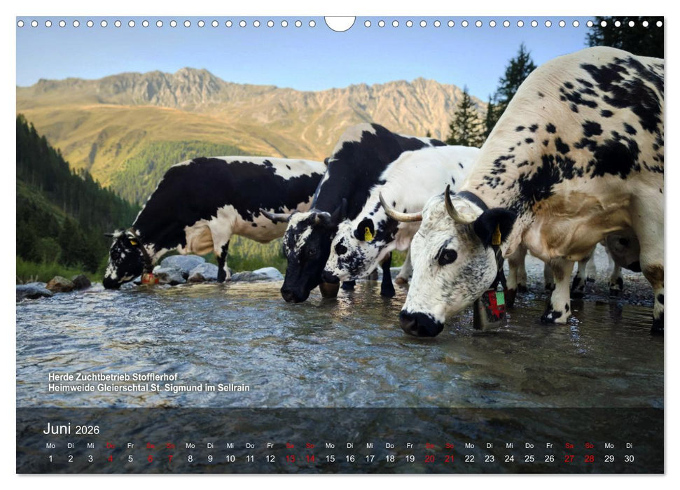 Pustertaler Sprinzen und Schecken 2026 (CALVENDO Wandkalender 2026)