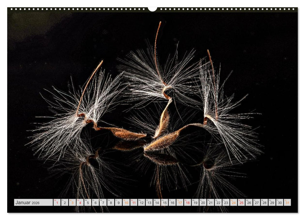 Zauber der kleinen Dinge (CALVENDO Wandkalender 2026)