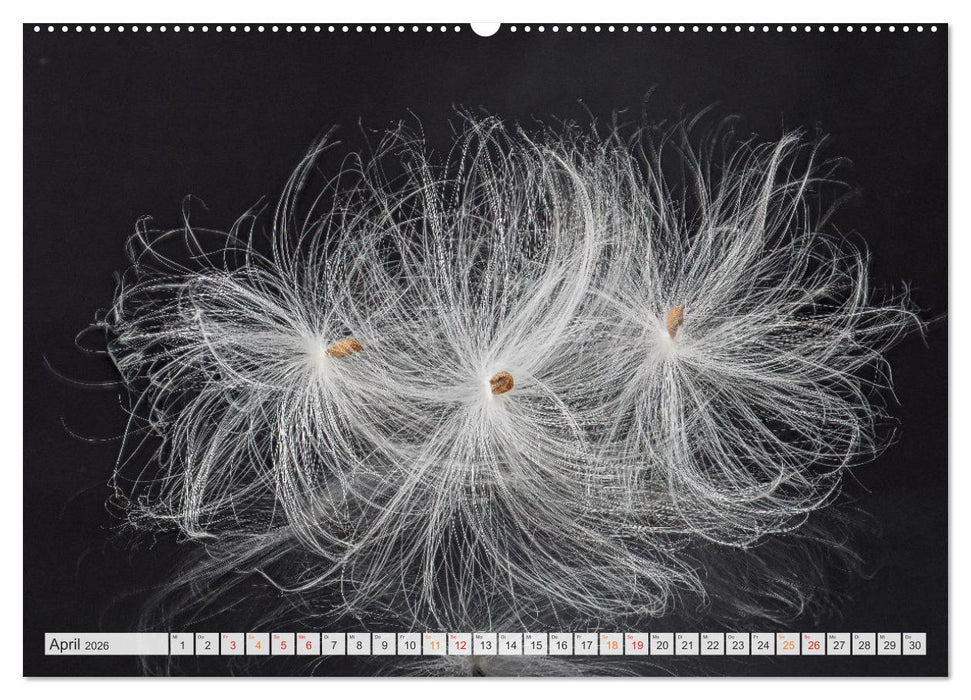 Zauber der kleinen Dinge (CALVENDO Wandkalender 2026)