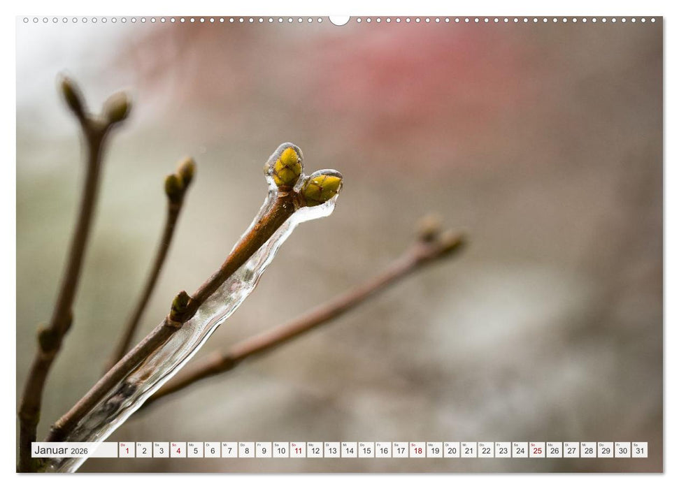 Feine Formen der Natur (CALVENDO Wandkalender 2026)