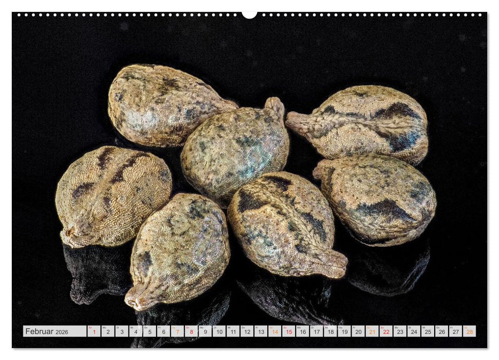 Zauber der kleinen Dinge (CALVENDO Premium Wandkalender 2026)