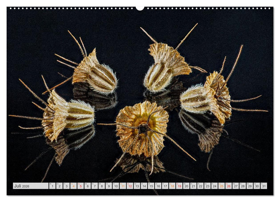 Zauber der kleinen Dinge (CALVENDO Premium Wandkalender 2026)