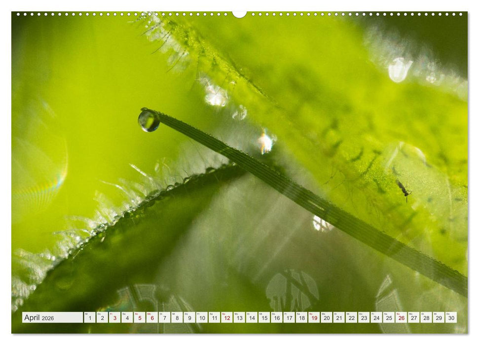 Feine Formen der Natur (CALVENDO Premium Wandkalender 2026)