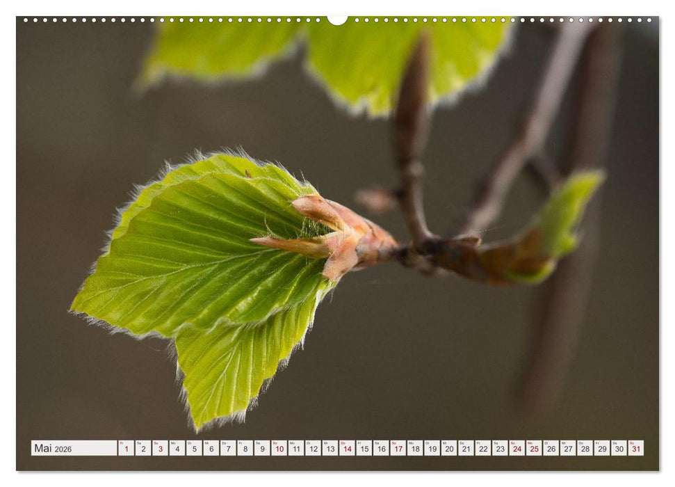 Feine Formen der Natur (CALVENDO Premium Wandkalender 2026)