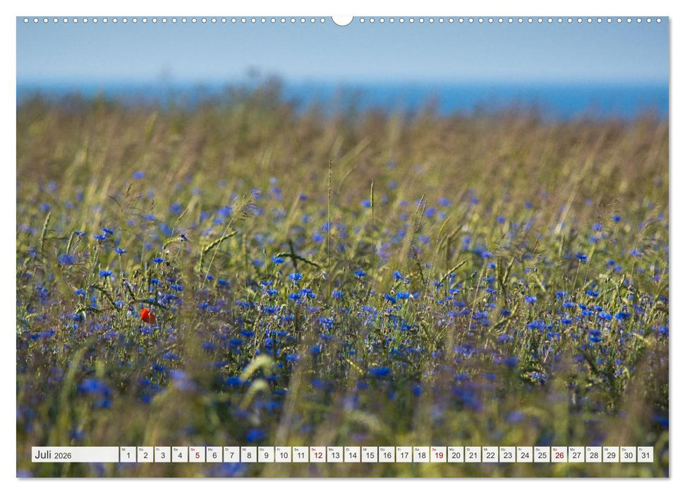 Feine Formen der Natur (CALVENDO Premium Wandkalender 2026)