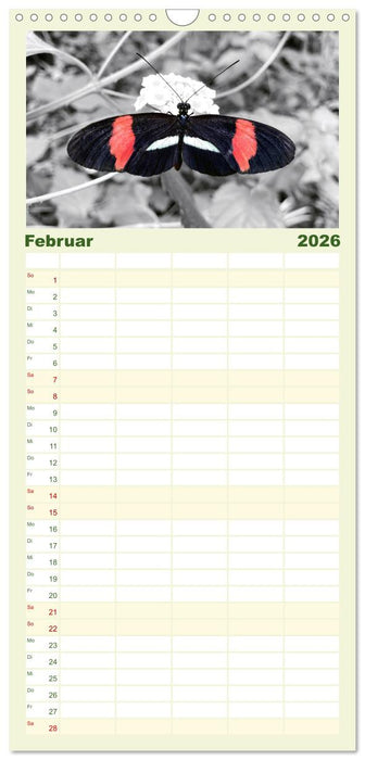 Geflügelte Schönheiten der Tropen (CALVENDO Familienplaner 2026)