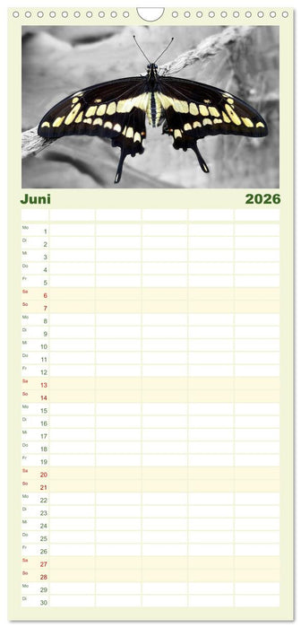 Geflügelte Schönheiten der Tropen (CALVENDO Familienplaner 2026)