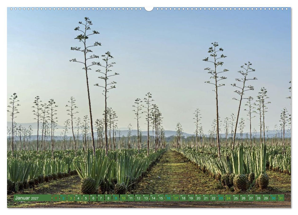 SISAL - von der Pflanze zum Produkt (CALVENDO Premium Wandkalender 2027)
