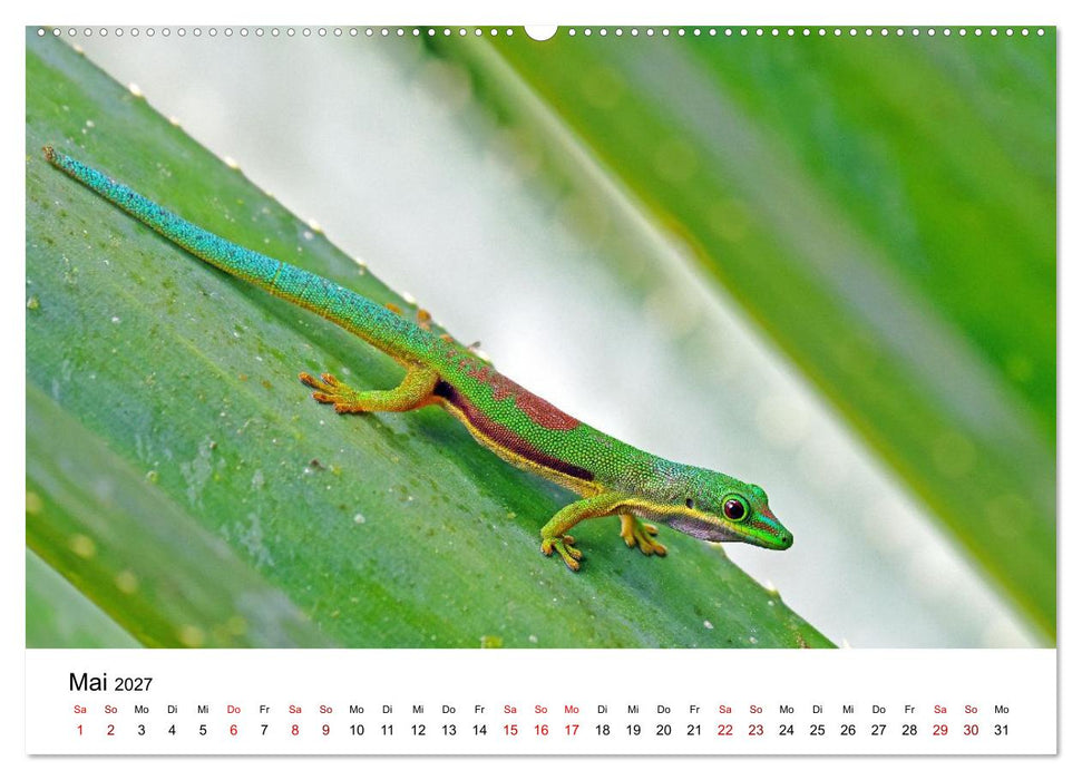 Blickpunkte auf Madagaskar (CALVENDO Premium Wandkalender 2027)