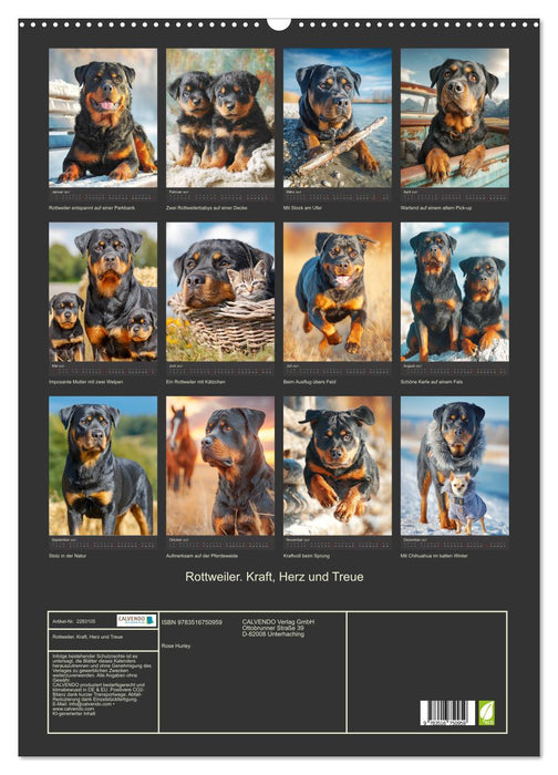 Rottweiler. Kraft, Herz und Treue (CALVENDO Wandkalender 2027)