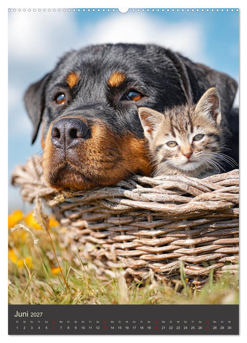 Rottweiler. Kraft, Herz und Treue (CALVENDO Wandkalender 2027)