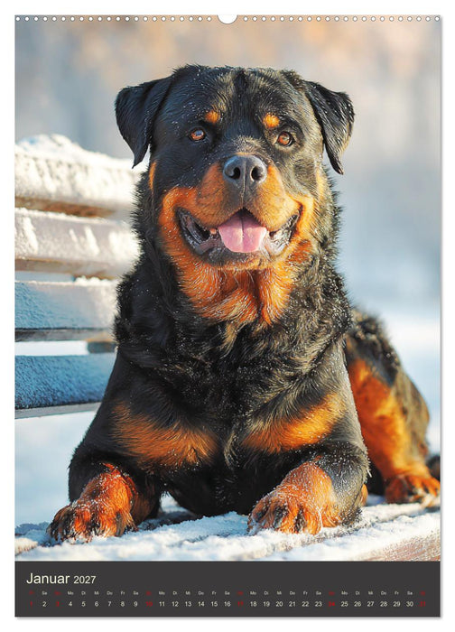 Rottweiler. Kraft, Herz und Treue (CALVENDO Premium Wandkalender 2027)
