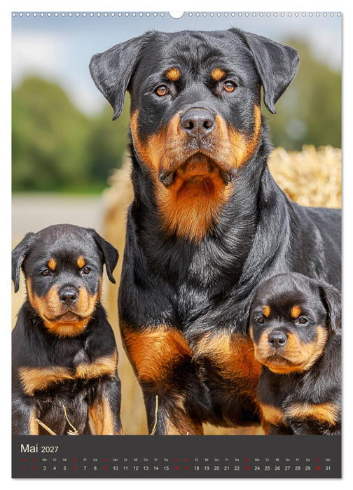 Rottweiler. Kraft, Herz und Treue (CALVENDO Premium Wandkalender 2027)