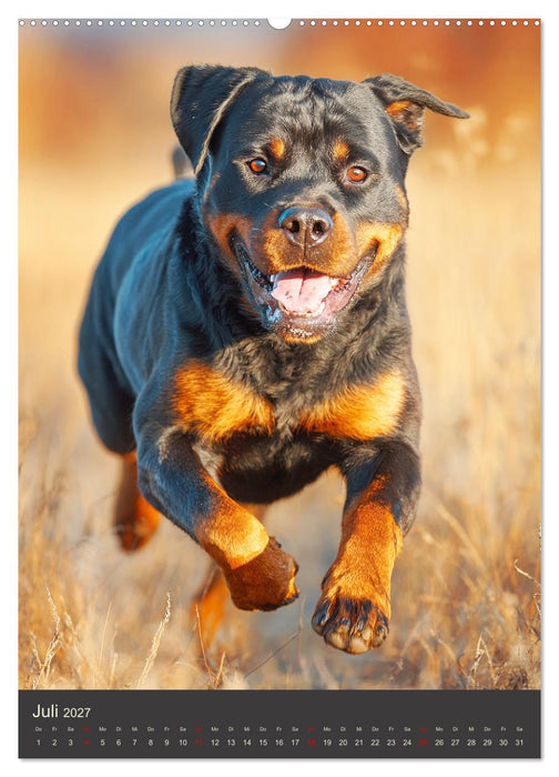 Rottweiler. Kraft, Herz und Treue (CALVENDO Premium Wandkalender 2027)