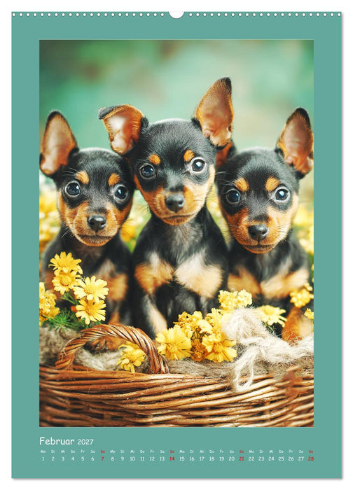 Mini-Pinscher. Kleine Hunde in schönen Momenten (CALVENDO Wandkalender 2027)