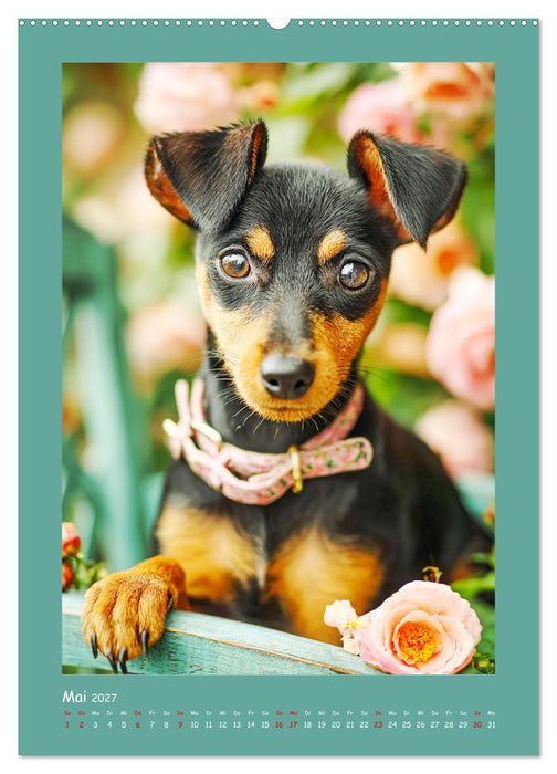 Mini-Pinscher. Kleine Hunde in schönen Momenten (CALVENDO Wandkalender 2027)