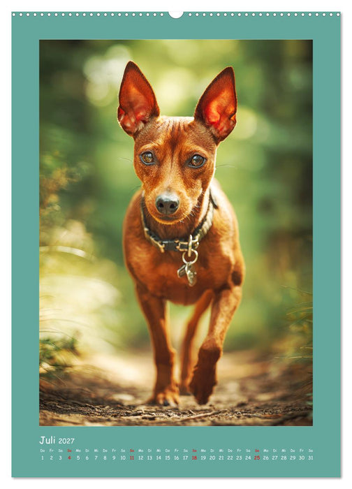 Mini-Pinscher. Kleine Hunde in schönen Momenten (CALVENDO Premium Wandkalender 2027)