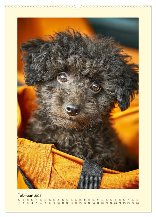 Pudelzauber. Flauschige Hunde für Herz und Seele (CALVENDO Wandkalender 2027)