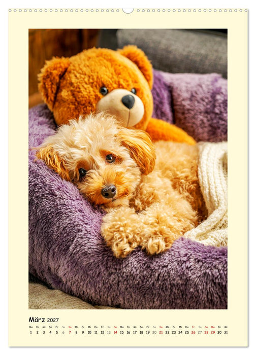 Pudelzauber. Flauschige Hunde für Herz und Seele (CALVENDO Wandkalender 2027)