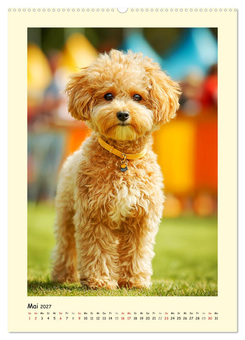 Pudelzauber. Flauschige Hunde für Herz und Seele (CALVENDO Wandkalender 2027)