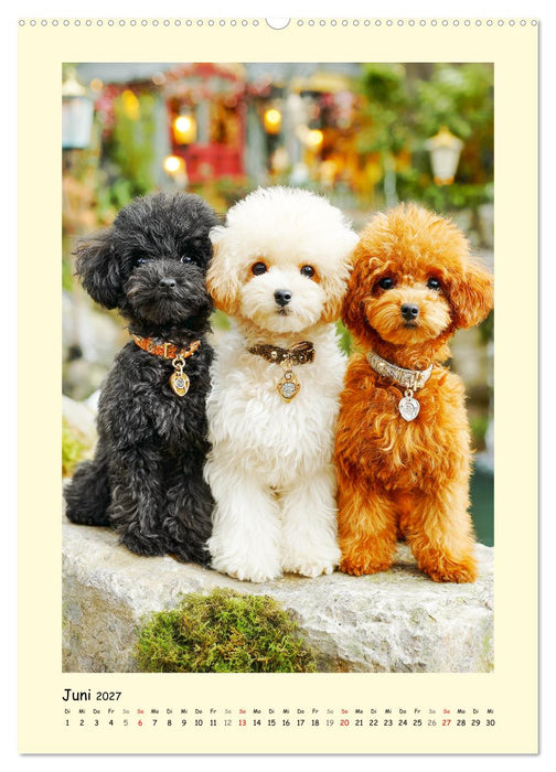 Pudelzauber. Flauschige Hunde für Herz und Seele (CALVENDO Wandkalender 2027)