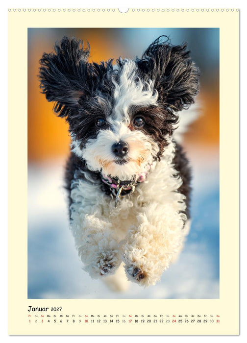 Pudelzauber. Flauschige Hunde für Herz und Seele (CALVENDO Premium Wandkalender 2027)