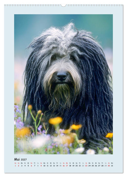 Dreadlocks auf Pfoten. Ungarische Hirtenhunde im Zottelfell (CALVENDO Wandkalender 2027)