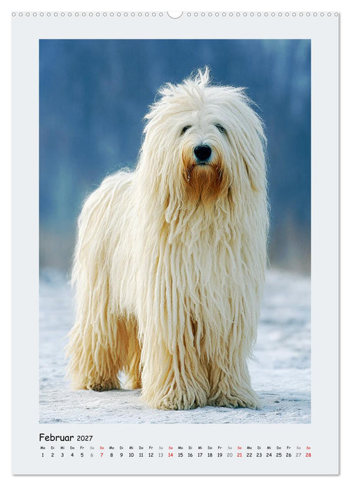 Dreadlocks auf Pfoten. Ungarische Hirtenhunde im Zottelfell (CALVENDO Premium Wandkalender 2027)