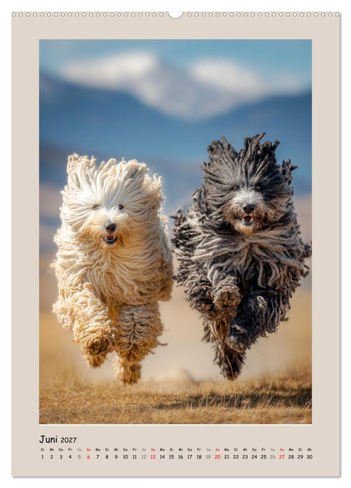 Dreadlocks auf Pfoten. Ungarische Hirtenhunde im Zottelfell (CALVENDO Premium Wandkalender 2027)