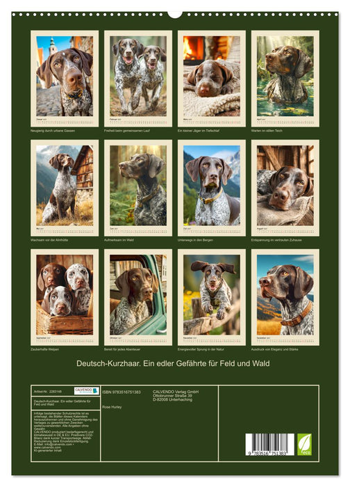 Deutsch-Kurzhaar. Ein edler Gefährte für Feld und Wald (CALVENDO Premium Wandkalender 2027)