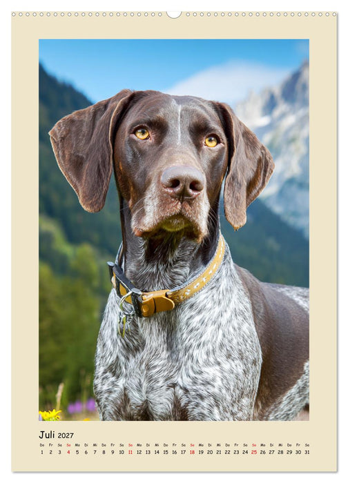 Deutsch-Kurzhaar. Ein edler Gefährte für Feld und Wald (CALVENDO Premium Wandkalender 2027)