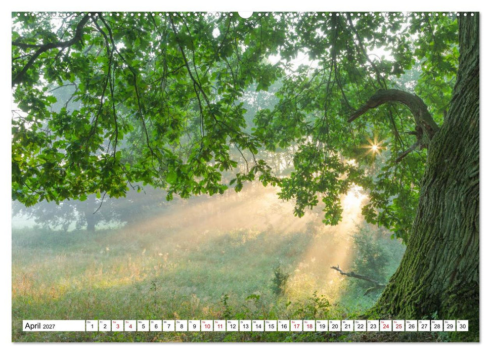 Mystische Momente in Mecklenburg-Vorpommern (CALVENDO Wandkalender 2027)