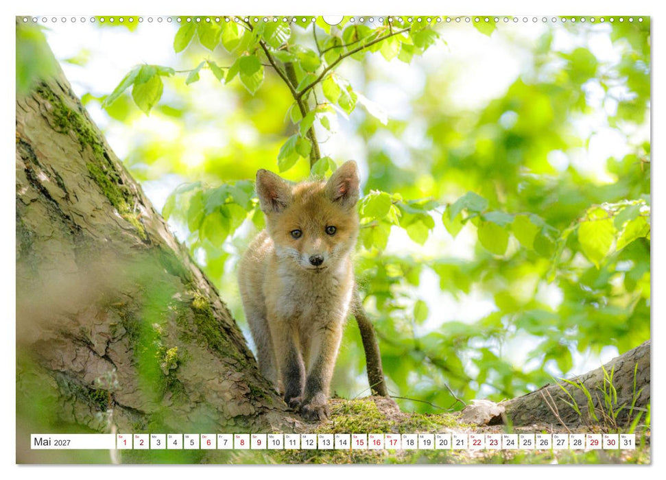 Natur und Tierparadies (CALVENDO Wandkalender 2027)